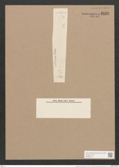 Pleurosigma vitreum Cleve (de-Toni-Nr.: Genus 13, Species 1095) Zeichnungen Sammlung Grunow Nr. 2133 (NHMW-BOT-W0369170)